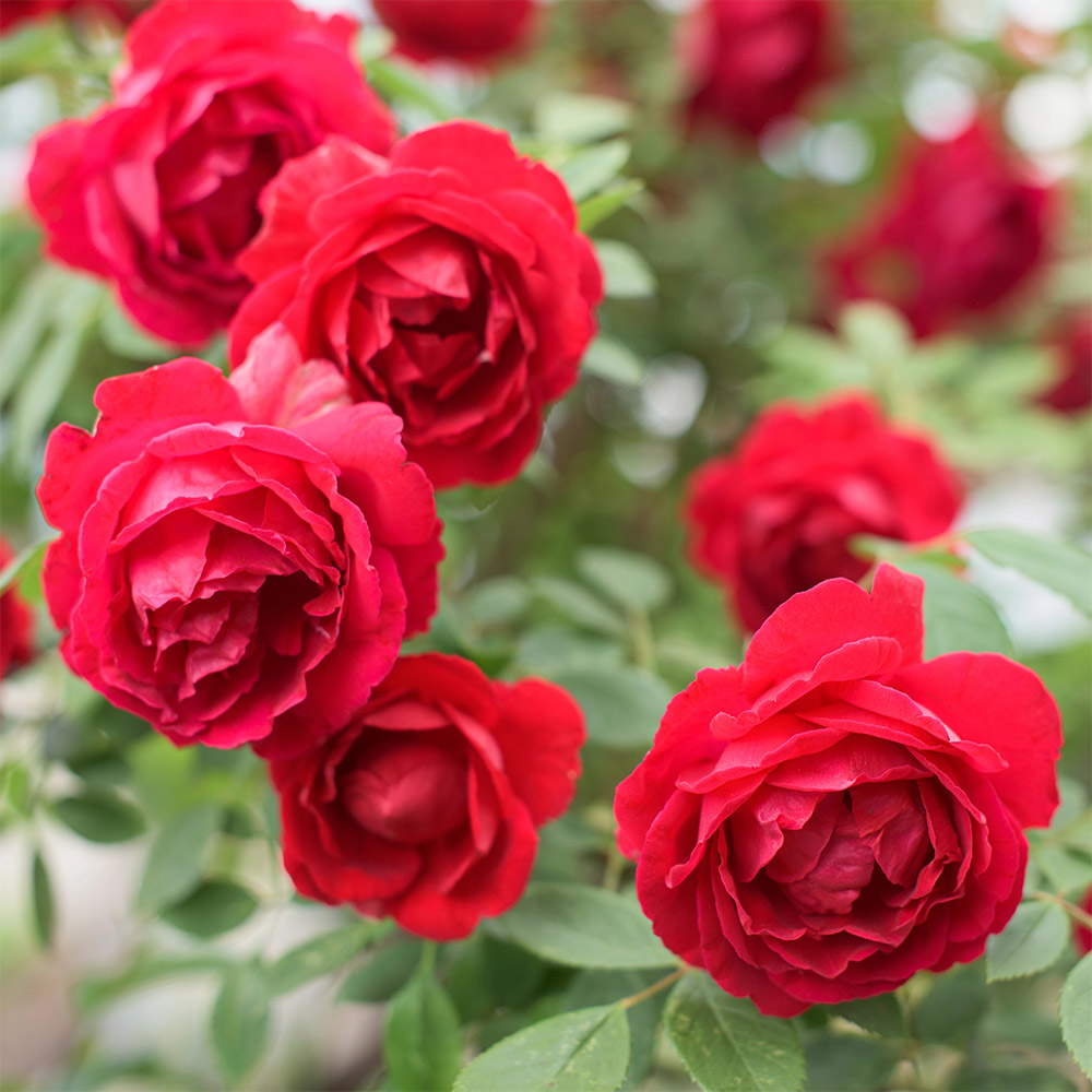 Wild Rose Plant-Based Fragrance Oil